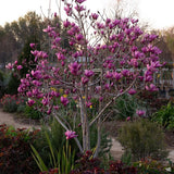 Magnolia purpuriu-rosu Nigra