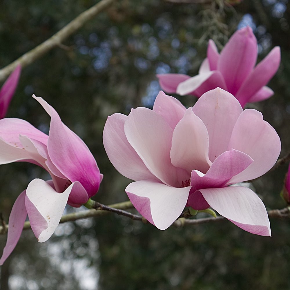 Magnolia roz-alba Ricki