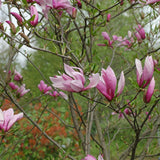 Magnolia roz-alba Ricki