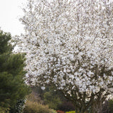 Magnolia Royal Star, flori albe duble si parfumate