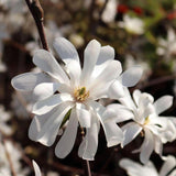 Magnolia Royal Star, flori albe duble si parfumate