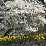 Magnolia Royal Star, flori albe duble si parfumate