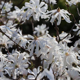 Magnolia Royal Star, flori albe duble si parfumate
