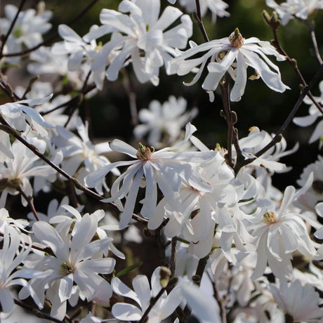Magnolia Royal Star, flori albe duble si parfumate