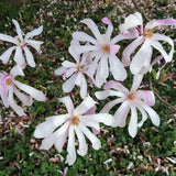 Magnolia roz-pal Leonard Mesel
