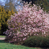 Magnolia roz-pal Leonard Mesel