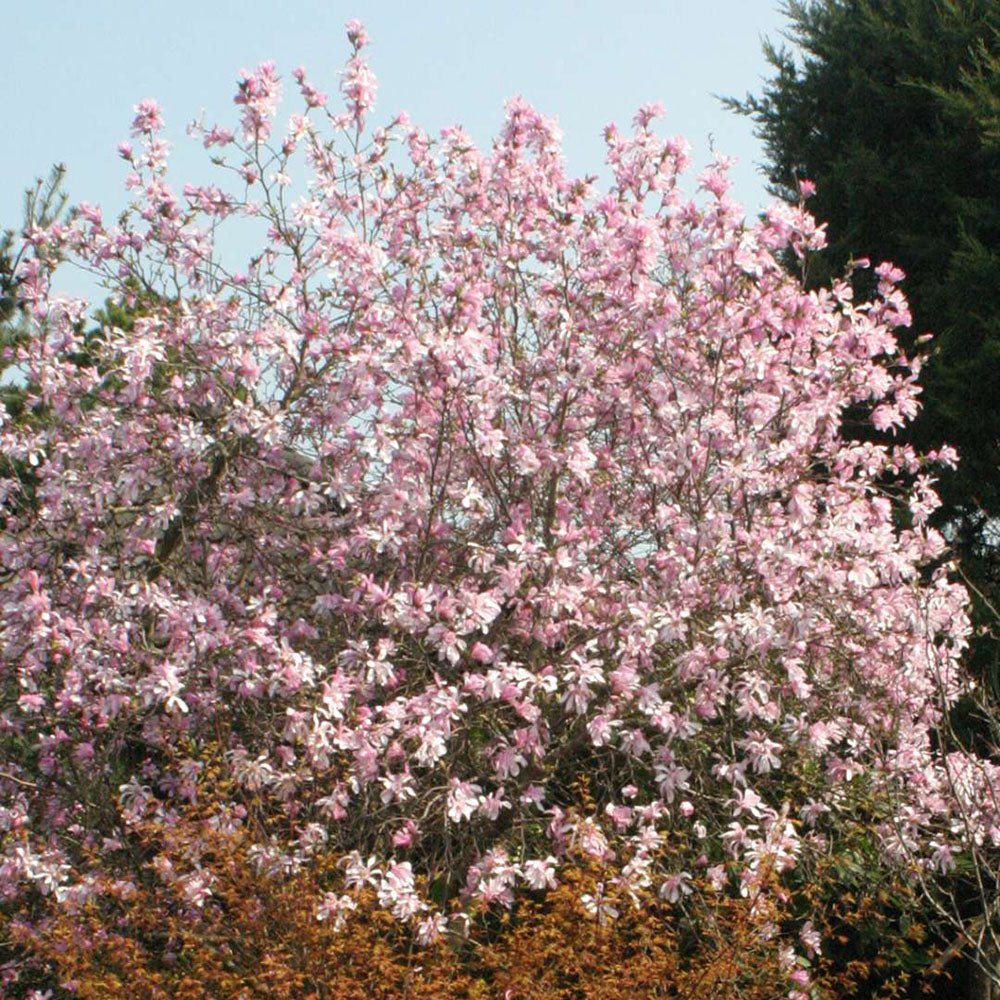 Magnolia roz-pal Leonard Mesel