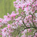 Magnolia roz-pal Leonard Mesel