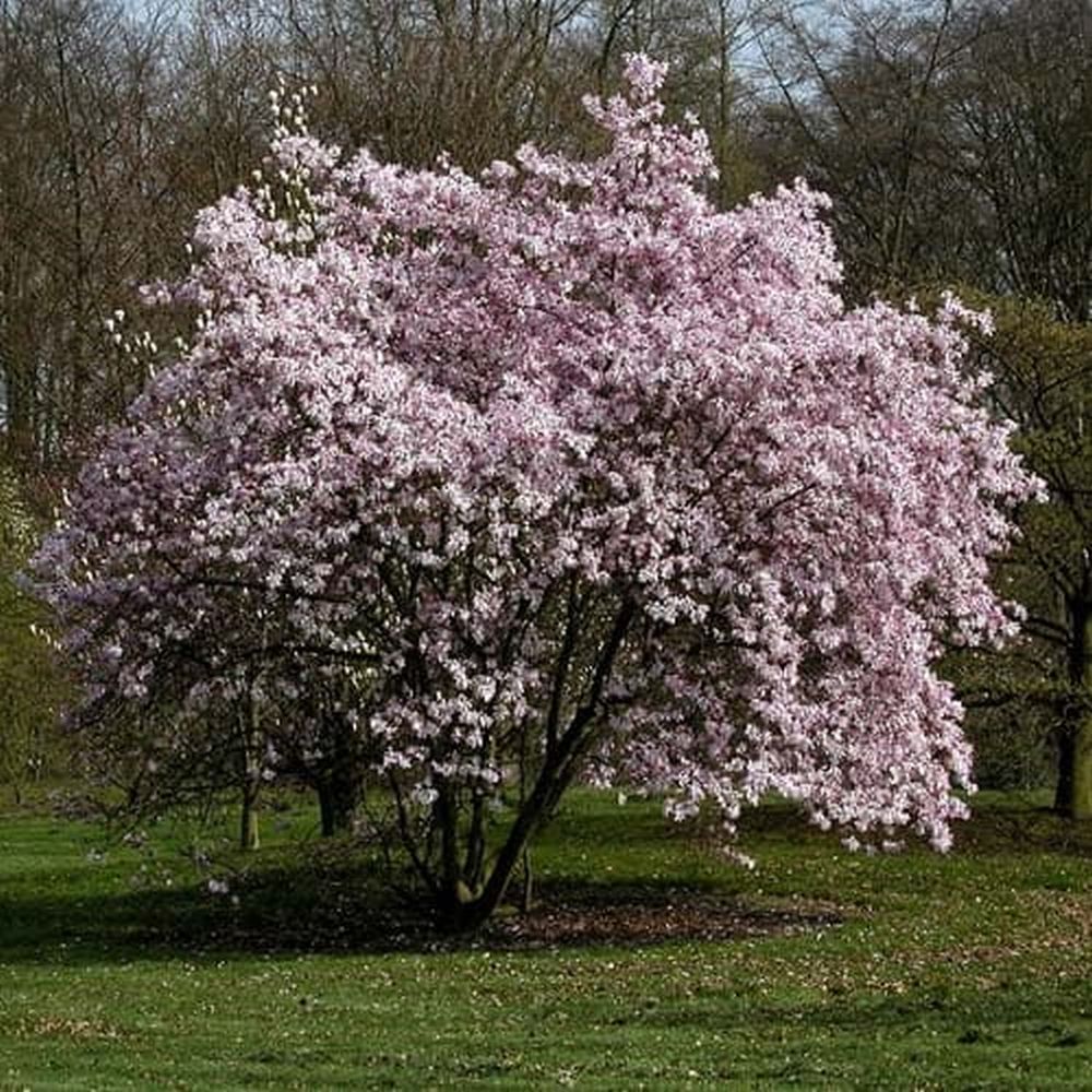 Magnolia roz-pal Leonard Mesel - Tip copac