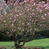 Magnolia roz-purpuriu Galaxy