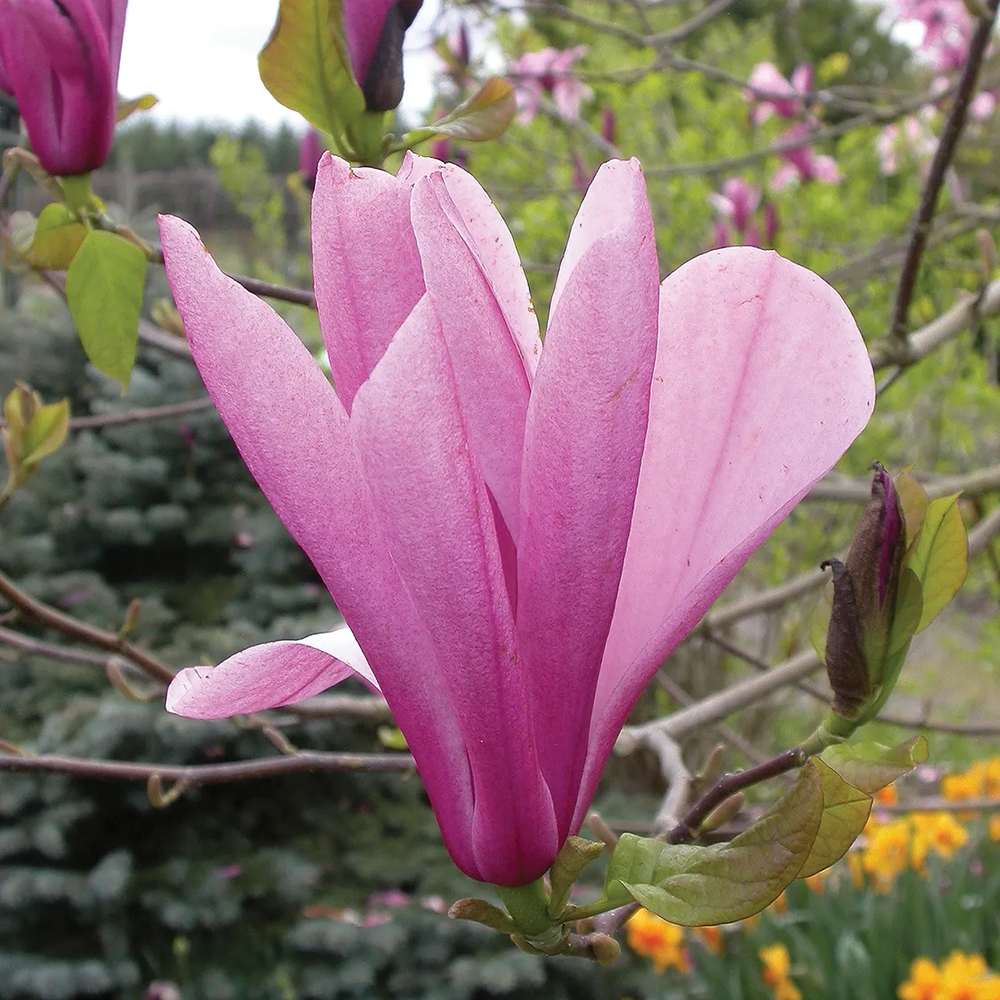 Magnolia roz-purpuriu Galaxy - Tip Copac