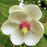 Magnolia Sieboldii cu Flori Albe
