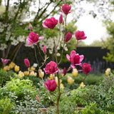 Magnolia violeta Emperor PBR