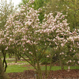 Magnolia alba-Roz George Henry Kern - Tip Copac
