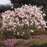 Magnolia Rustica Rubra, intenzíven illatos, bíborrózsaszín virágokkal, klasszikus díszcserje korai virágzással