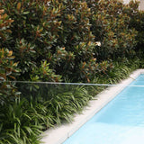 Magnolia Grandiflora Little Gem Vesnic Verde, cu Flori Albe