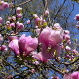 Magnólia Soulangeana, dekoratív cserje, nagy rózsaszín-lila virágok tavasszal