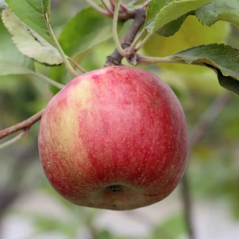 Mar (Malus) Annurca, cu fructe rosii dulci-acide, an 3 pe rod