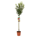 Mar (Malus) Annurca, cu fructe rosii dulci-acide, an 3 pe rod