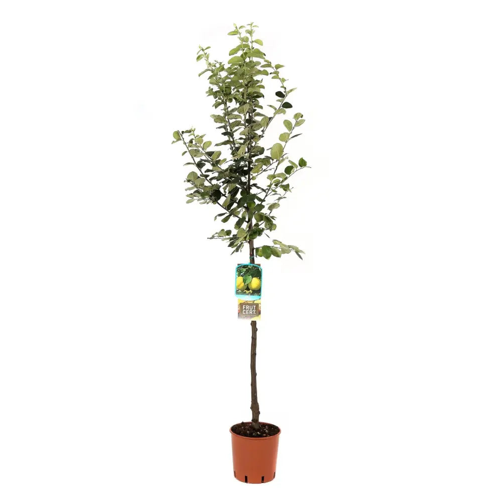 Mar (Malus) Cotogno, cu fructe galbene dulci-acrisor, an 3 pe rod