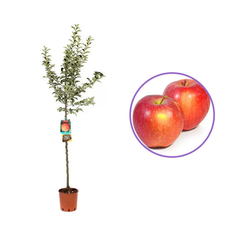 Mar (Malus) Florina, cu fructe rosii-verzui dulci-acrisor, an 3 pe rod