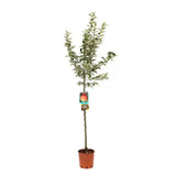 Mar (Malus) Florina, cu fructe rosii-verzui dulci-acrisor, an 3 pe rod