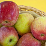 Mar (Malus) Florina, cu fructe rosii-verzui dulci-acrisor, an 3 pe rod