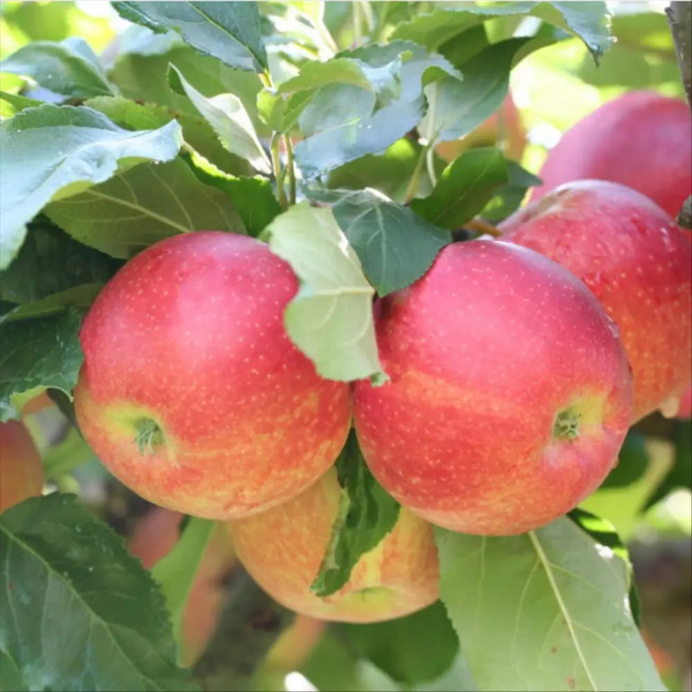 Mar (Malus) Florina, cu fructe rosii-verzui dulci-acrisor, an 3 pe rod