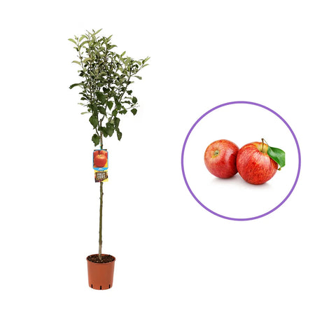 Mar (Malus) Imperatore, cu fructe rosii dulci-crocant, an 3 pe rod