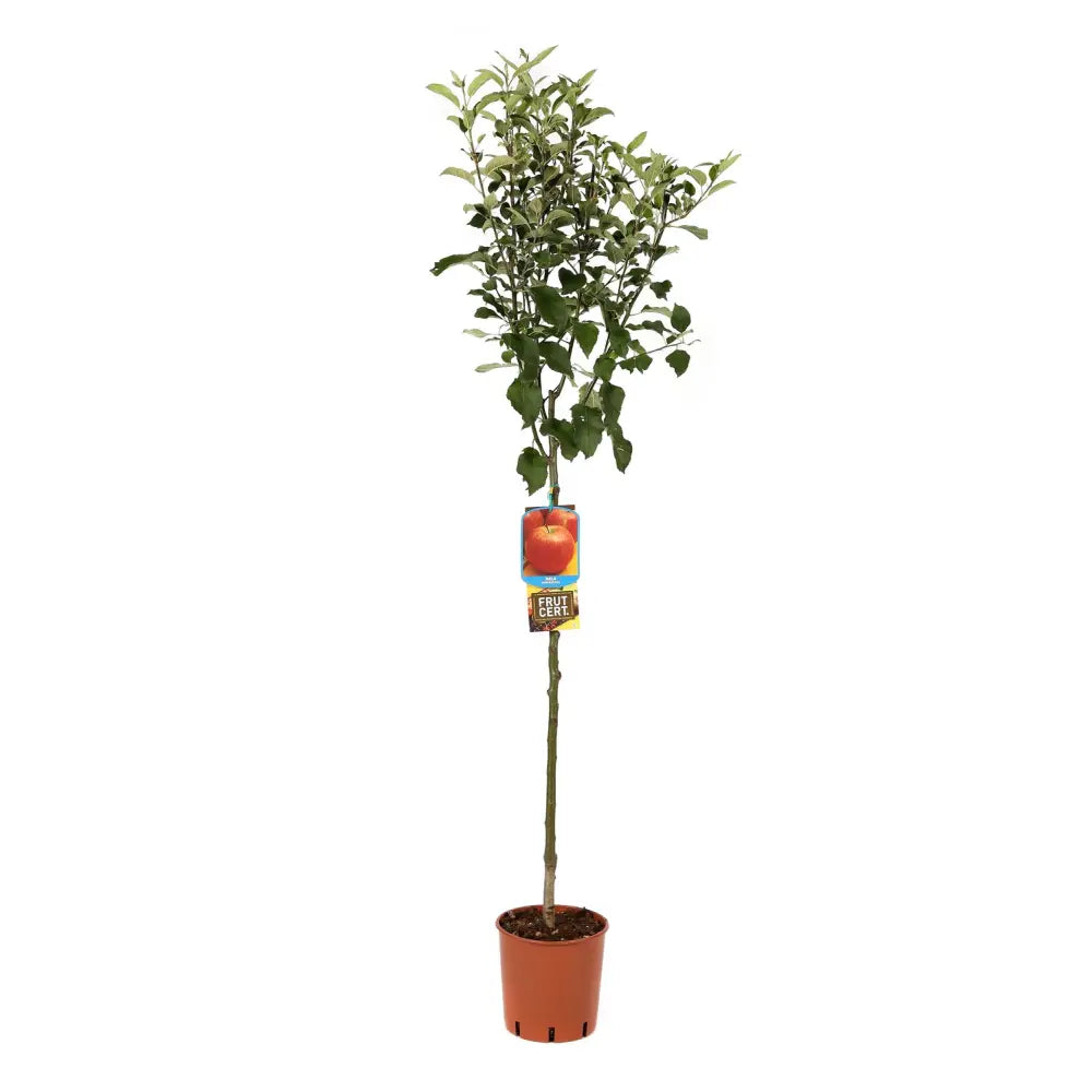 Mar (Malus) Imperatore, cu fructe rosii dulci-crocant, an 3 pe rod