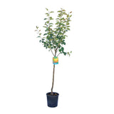 Mar (Malus) Limoncella, cu fructe aurii dulci-acrisor, an 3 pe rod