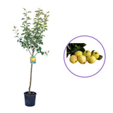 Mar (Malus) Limoncella, cu fructe aurii dulci-acrisor, an 3 pe rod