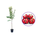Mar (Malus) Starking, cu fructe rosii dulci-acrisor, an 3 pe rod