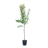 Mar (Malus) Starking, cu fructe rosii dulci-acrisor, an 3 pe rod