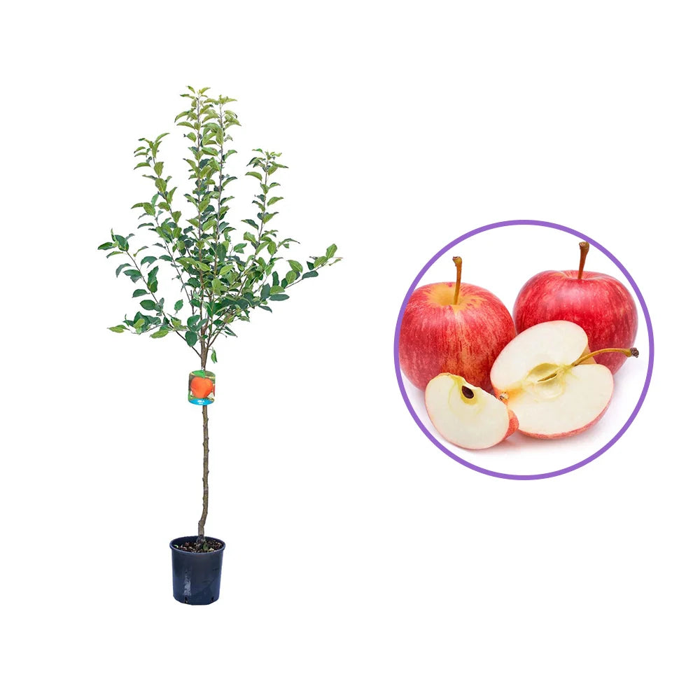 Mar Gala (Malus Royal), fructe rosii-dulci cu usoare note de vanilie si condimente, an 3 pe rod