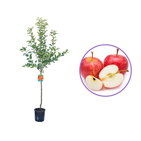 Mar Gala (Malus Royal), fructe rosii-dulci cu usoare note de vanilie si condimente, an 3 pe rod