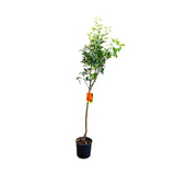 Mar (Malus) Abondanzza, cu fructe rosii dulci-zemoase, an 3 pe rod