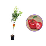 Mar (Malus) Abondanzza, cu fructe rosii dulci-zemoase, an 3 pe rod