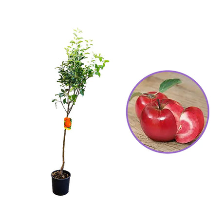 Mar (Malus) Abondanzza, cu fructe rosii dulci-zemoase, an 3 pe rod