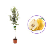 Mar (Malus) Cotogno, cu fructe galbene dulci-acrisor, an 3 pe rod