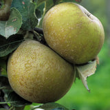 Mar (Malus) Renetta Del Canada, cu fructe verzi-galbui dulci-acrisor, an 3 pe rod
