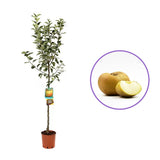 Mar (Malus) Renetta Del Canada, cu fructe verzi-galbui dulci-acrisor, an 3 pe rod
