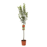 Mar (Malus) Rosa Stark Delicious, cu fructe rosii dulci-zemoase, an 3 pe rod