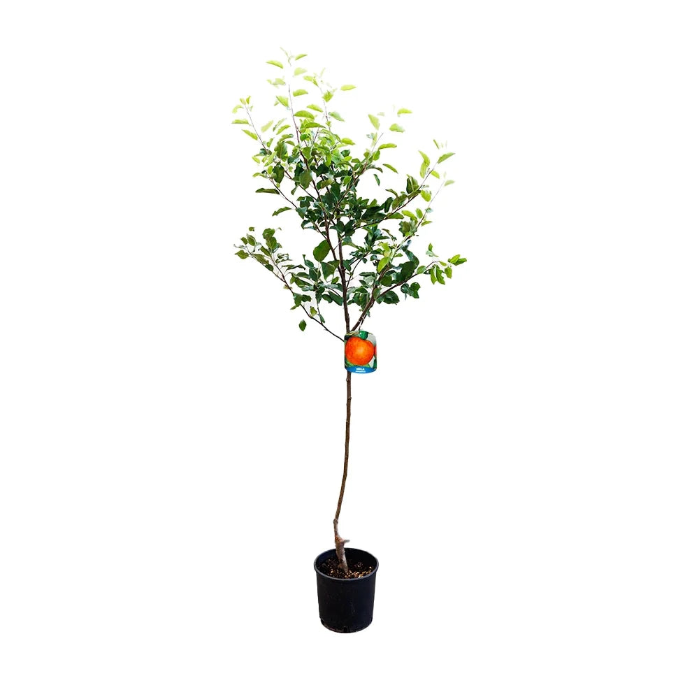 Mar (Malus) Rosa Marchigiana, cu fructe rosii dulci-acrisor, an 3 pe rod