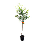 Mar (Malus) Rosa Marchigiana, cu fructe rosii dulci-acrisor, an 3 pe rod