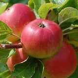 Mar (Malus) Rosa Marchigiana, cu fructe rosii dulci-acrisor, an 3 pe rod