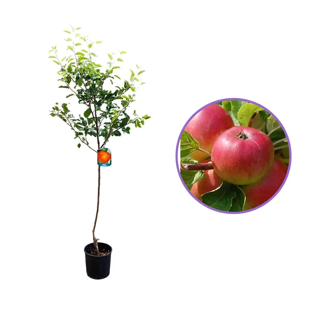Mar (Malus) Rosa Marchigiana, cu fructe rosii dulci-acrisor, an 3 pe rod