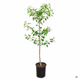 Mar (Malus) Fuji, cu fructe rosii dulci crocante, an 3 pe rod