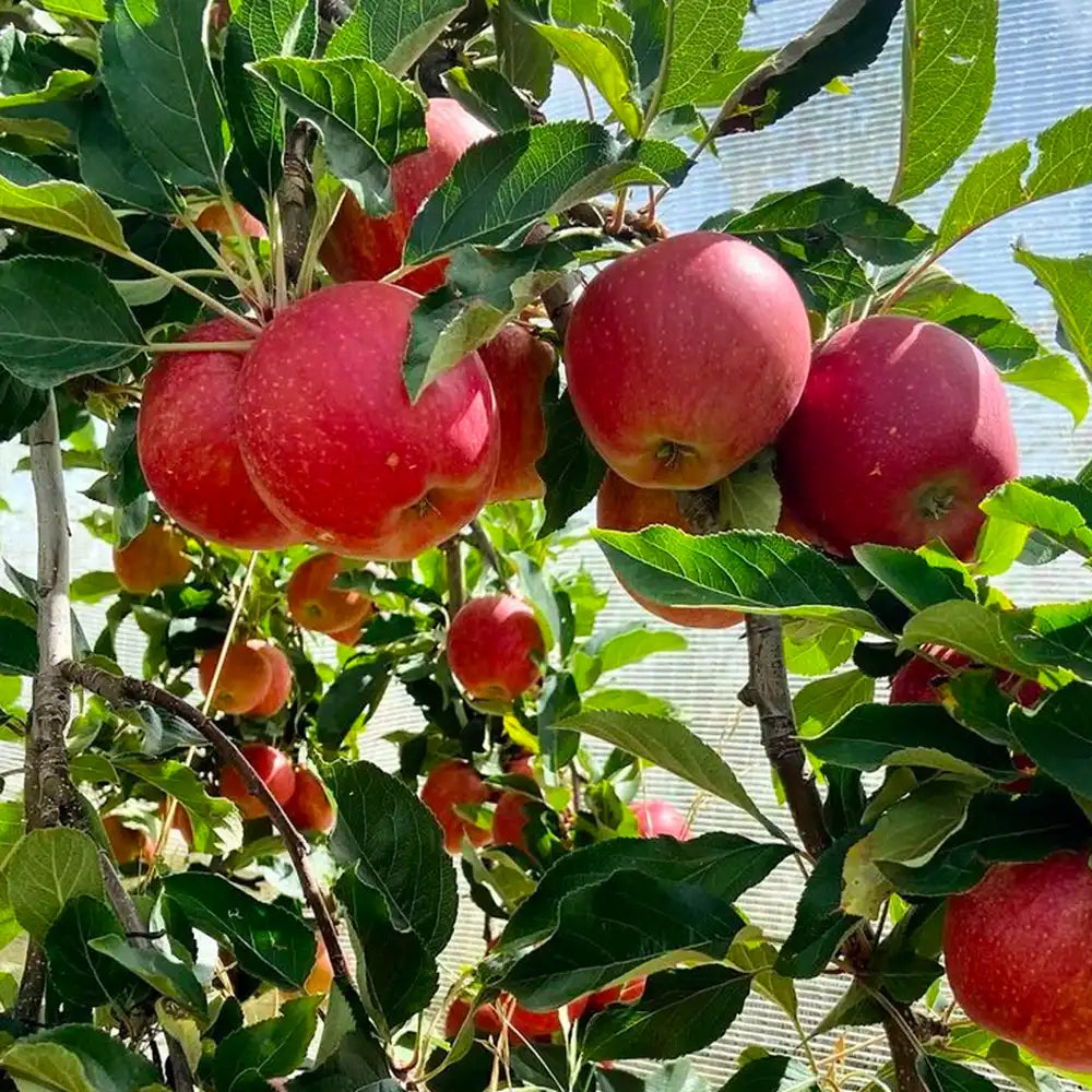 Mar (Malus) Fuji, cu fructe rosii dulci crocante, an 3 pe rod