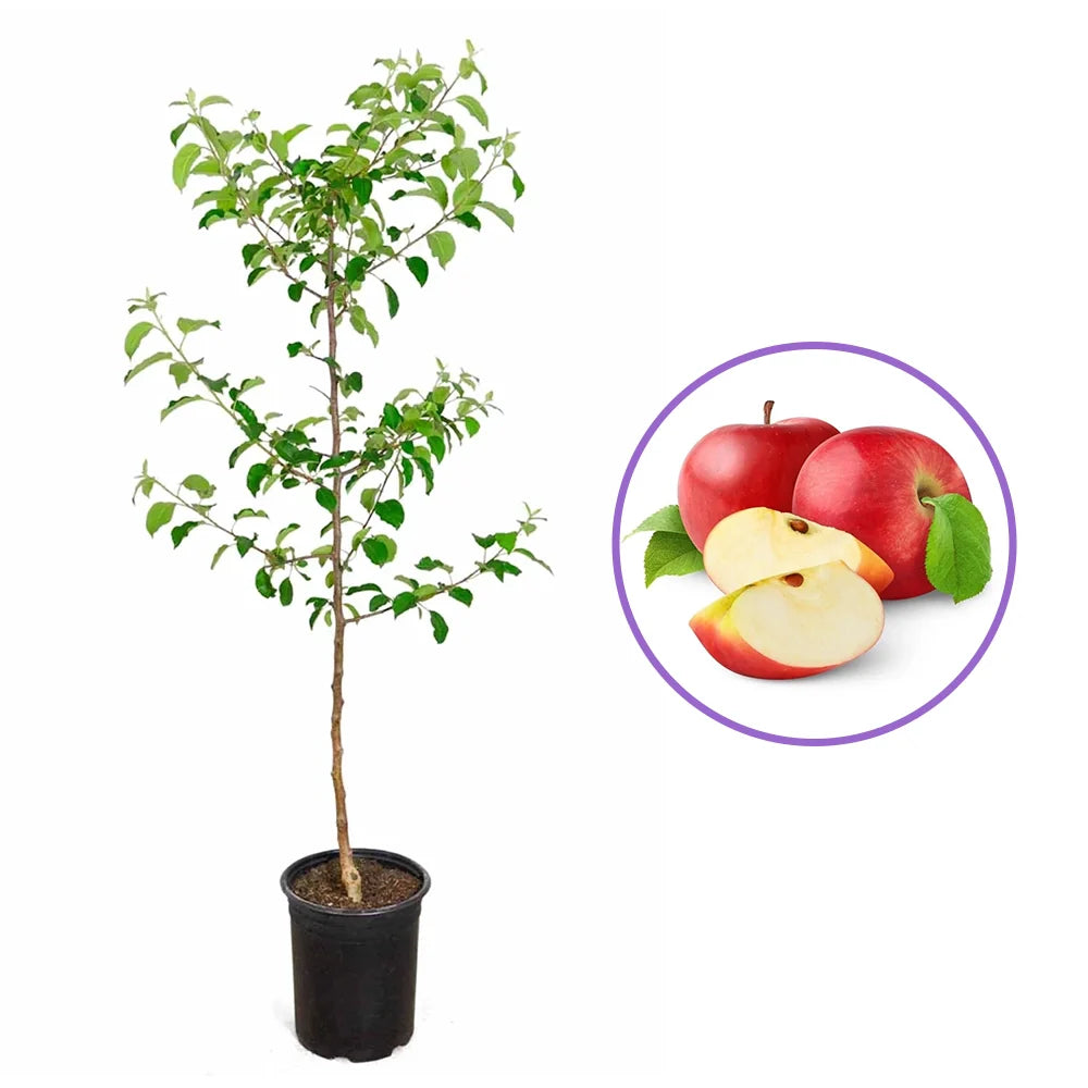 Mar (Malus) Fuji, cu fructe rosii dulci crocante, an 3 pe rod